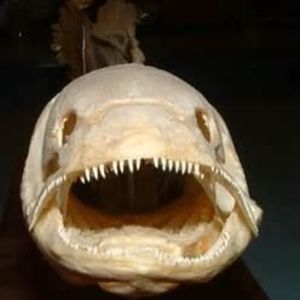 Meet your Posher, Shane